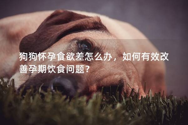 狗狗懷孕食欲差怎么辦，如何有效改善孕期飲食問題？