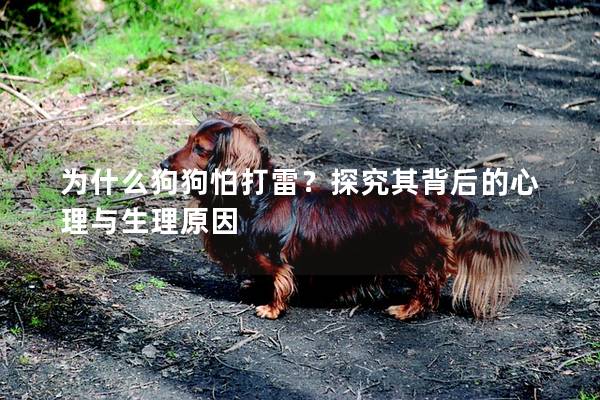 為什么狗狗怕打雷？探究其背后的心理與生理原因