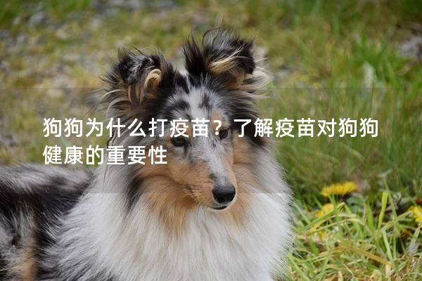 狗狗為什么打疫苗？了解疫苗對(duì)狗狗健康的重要性