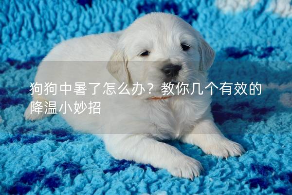 狗狗中暑了怎么辦？教你幾個有效的降溫小妙招