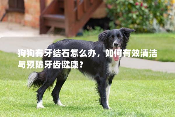 狗狗有牙結石怎么辦，如何有效清潔與預防牙齒健康？