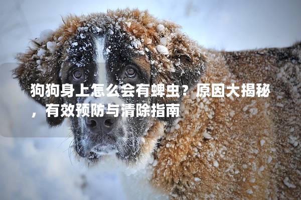 狗狗身上怎么會有蜱蟲？原因大揭秘，有效預防與清除指南