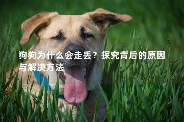 狗狗為什么會走丟？探究背后的原因與解決方法