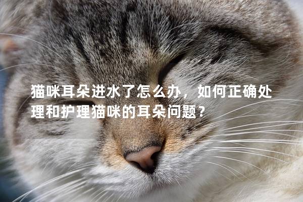 貓咪耳朵進水了怎么辦，如何正確處理和護理貓咪的耳朵問題？