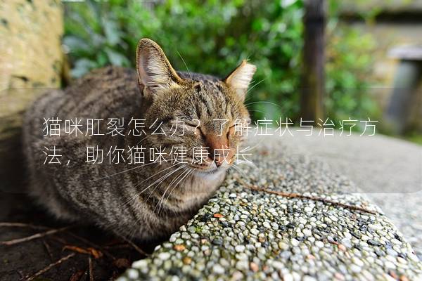 貓咪肛裂怎么辦？了解癥狀與治療方法，助你貓咪健康成長