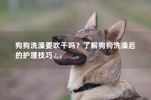狗狗洗澡要吹干嗎？了解狗狗洗澡后的護理技巧
