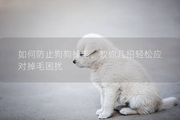 如何防止狗狗掉毛，教你幾招輕松應對掉毛困擾