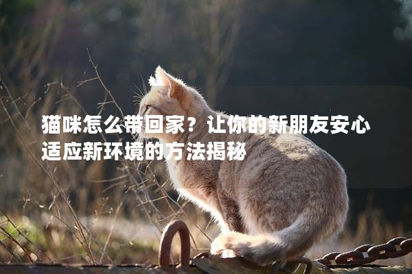 貓咪怎么帶回家?讓你的新朋友安心適應(yīng)新環(huán)境的方法揭秘