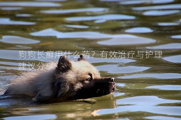 狗狗長癬用什么藥？有效治療與護理建議分享