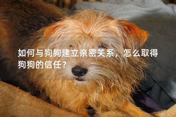 如何與狗狗建立親密關系,怎么取得狗狗的信任? 如何與狗狗建立親密關系,怎么取得狗狗的信任?