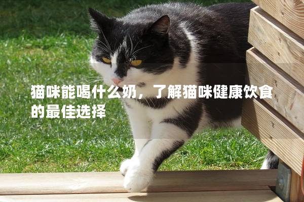 貓咪能喝什么奶，了解貓咪健康飲食的最佳選擇