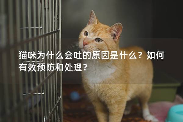 貓咪為什么會(huì)吐的原因是什么?如何有效預(yù)防和處理?