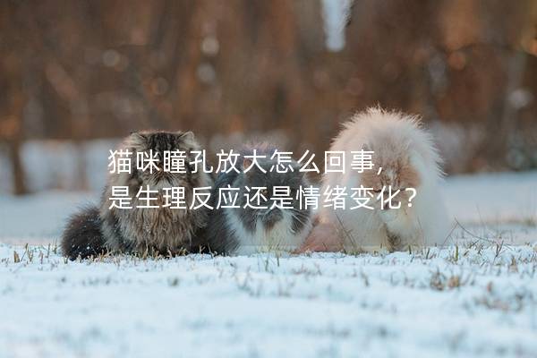 貓咪瞳孔放大怎么回事, 是生理反應還是情緒變化？