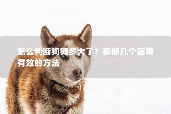 怎么判斷狗狗多大了？教你幾個簡單有效的方法