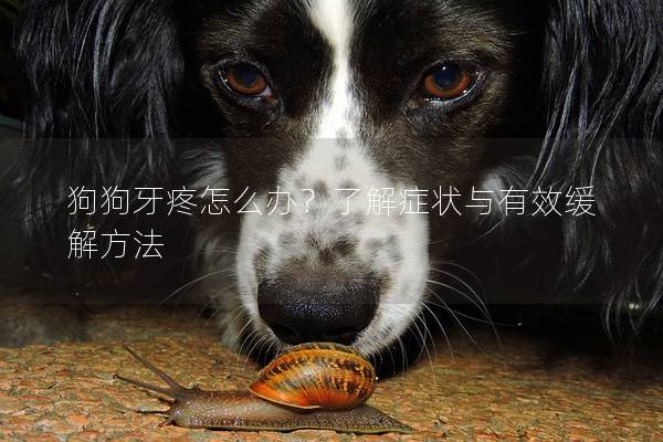 狗狗牙疼怎么辦？了解癥狀與有效緩解方法