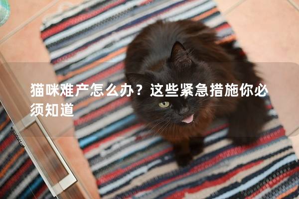 貓咪難產怎么辦？這些緊急措施你必須知道