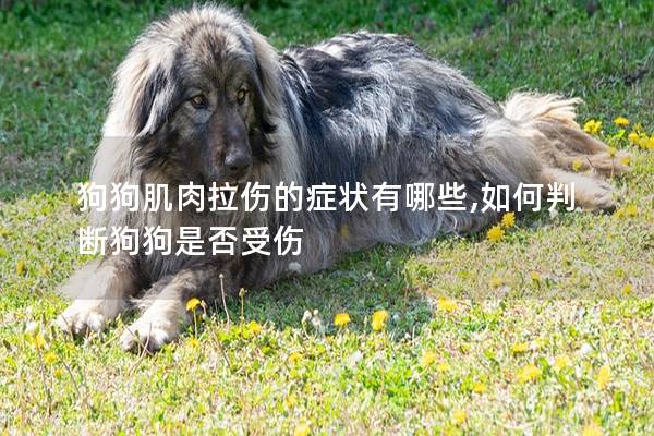 狗狗肌肉拉傷的癥狀有哪些,如何判斷狗狗是否受傷