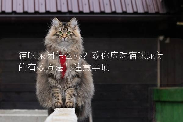 貓咪尿閉怎么辦？教你應對貓咪尿閉的有效方法與注意事項