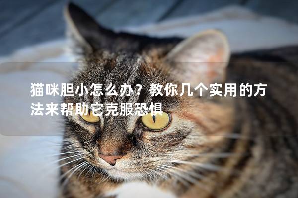 貓咪膽小怎么辦？教你幾個實用的方法來幫助它克服恐懼