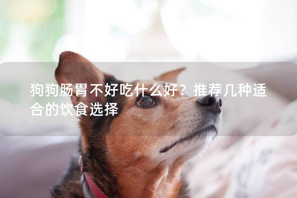 狗狗腸胃不好吃什么好？推薦幾種適合的飲食選擇