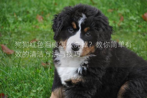 狗狗紅色淚痕怎么洗掉？教你簡單有效的清潔方法與技巧