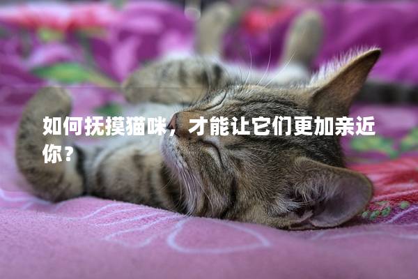 如何撫摸貓咪，才能讓它們更加親近你？