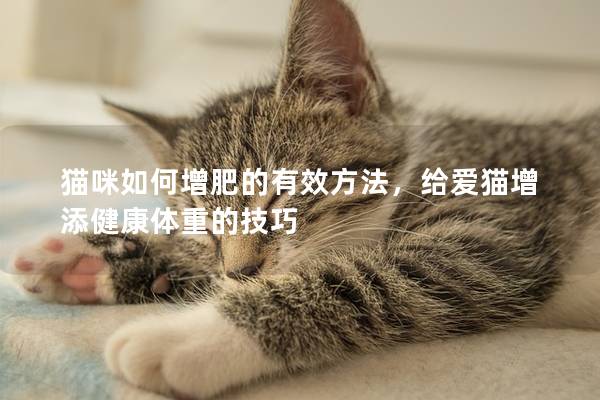 貓咪如何增肥的有效方法，給愛貓增添健康體重的技巧