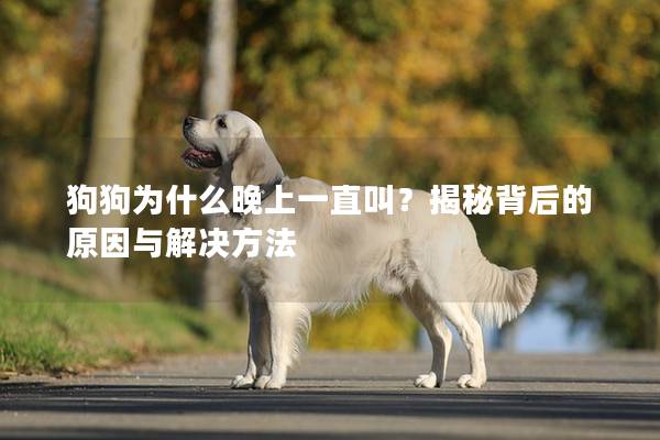 狗狗為什么晚上一直叫？揭秘背后的原因與解決方法