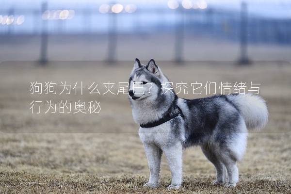 狗狗為什么夾尾巴？探究它們情緒與行為的奧秘