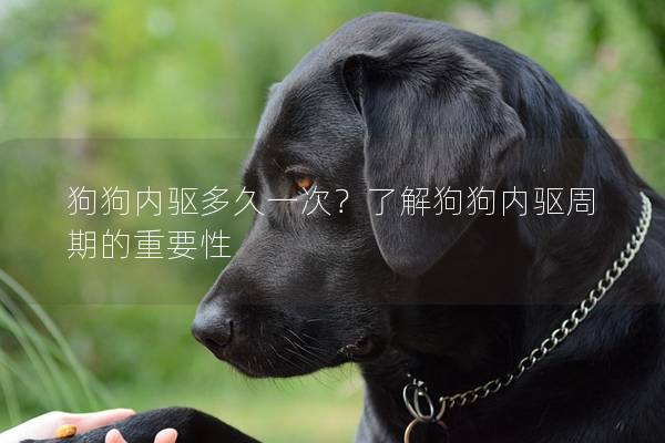 狗狗內驅多久一次？了解狗狗內驅周期的重要性