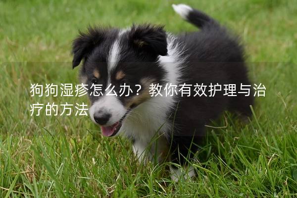 狗狗濕疹怎么辦？教你有效護(hù)理與治療的方法