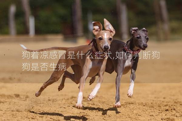 狗著涼感冒是什么癥狀,如何判斷狗狗是否生病 狗著涼感冒是什么癥狀,如何判斷狗狗是否生病