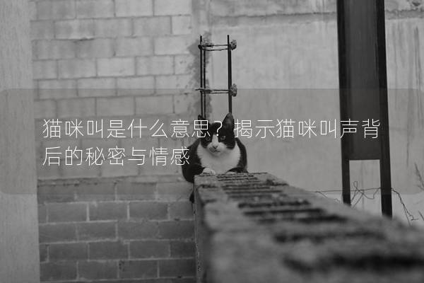 貓咪叫是什么意思？揭示貓咪叫聲背后的秘密與情感