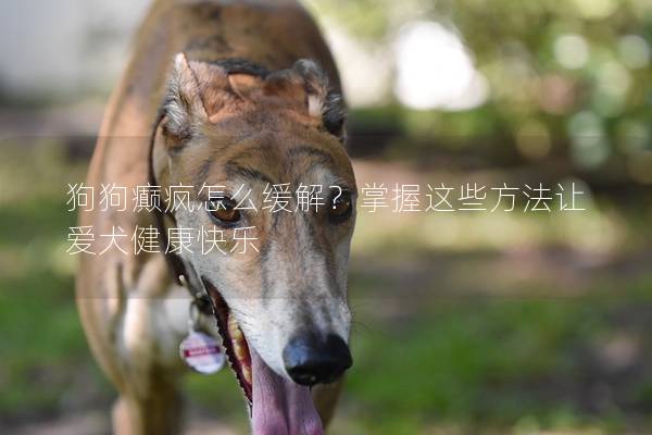 狗狗癲瘋怎么緩解？掌握這些方法讓愛犬健康快樂