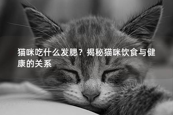 貓咪吃什么發腮？揭秘貓咪飲食與健康的關系