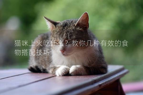貓咪上火吃什么？教你幾種有效的食物搭配技巧