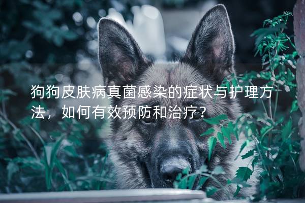 狗狗皮膚病真菌感染的癥狀與護理方法,如何有效預防和治療? 狗狗皮膚病真菌感染的癥狀與護理方法,如何有效預防和治療?