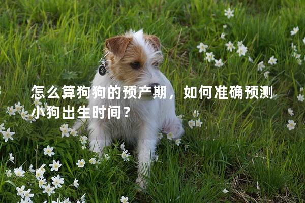 怎么算狗狗的預產期，如何準確預測小狗出生時間？
