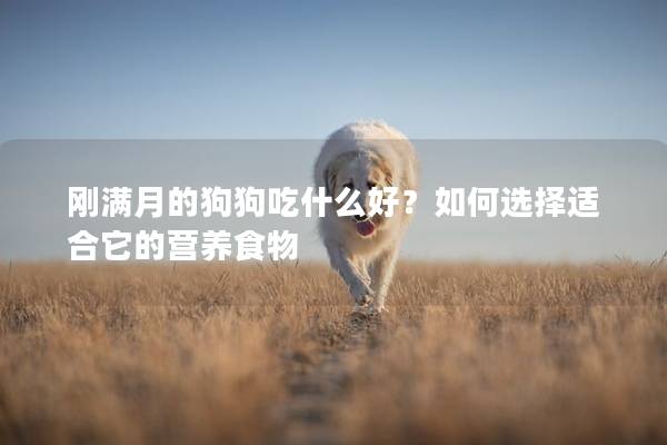 剛滿月的狗狗吃什么好？如何選擇適合它的營養食物