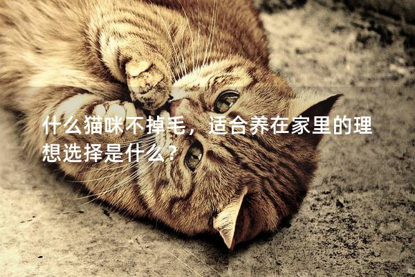 什么貓咪不掉毛，適合養(yǎng)在家里的理想選擇是什么？
