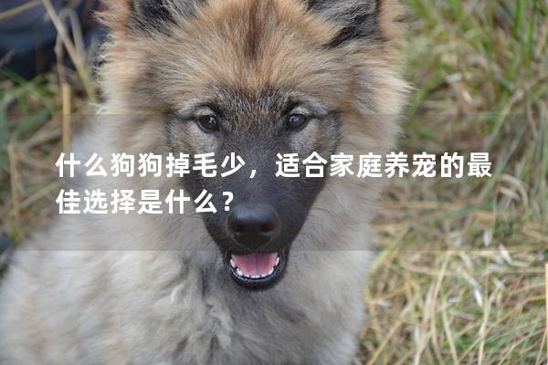 什么狗狗掉毛少，適合家庭養寵的最佳選擇是什么？