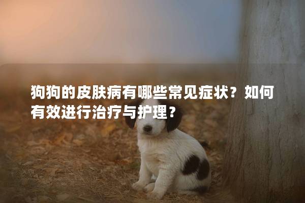 狗狗的皮膚病有哪些常見癥狀？如何有效進行治療與護理？