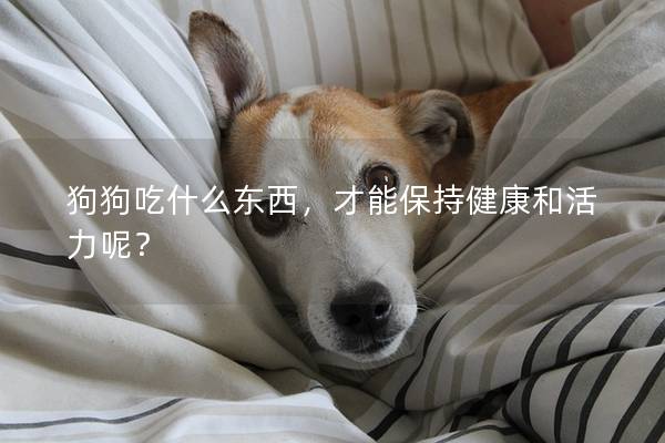 狗狗吃什么東西，才能保持健康和活力呢？