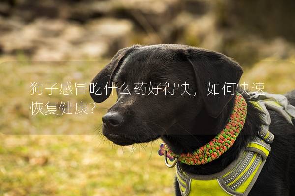 狗子感冒吃什么藥好得快,如何快速恢復健康? 狗子感冒吃什么藥好得快,如何快速恢復健康?