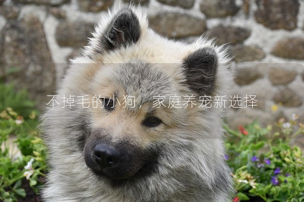 不掉毛的小狗,家庭養寵新選擇 不掉毛的小狗,家庭養寵新選擇