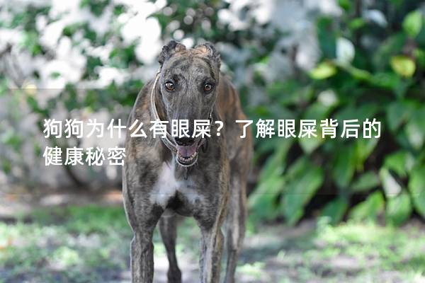 狗狗為什么有眼屎？了解眼屎背后的健康秘密