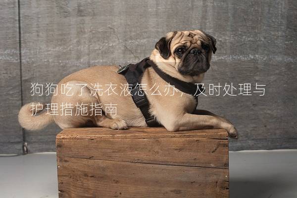 狗狗吃了洗衣液怎么辦，及時處理與護理措施指南