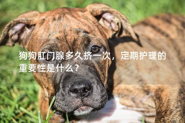 狗狗肛門腺多久擠一次，定期護理的重要性是什么？