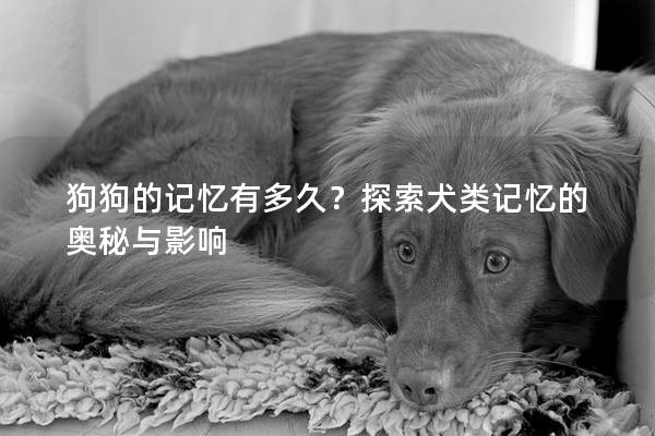 狗狗的記憶有多久？探索犬類記憶的奧秘與影響