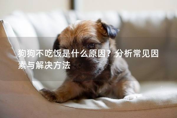 狗狗不吃飯是什么原因？分析常見因素與解決方法